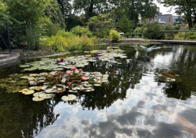 Mon coup de cœur pour le Hortus Botanicus de Leiden